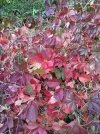 Foto0046.webp