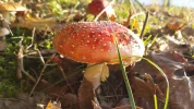 20161112_151121.webp