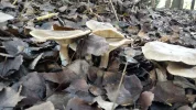 20161112_150602.webp