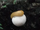DSCF5888.webp