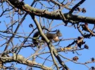 eichhörnchen-schnappschuss.webp