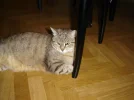 Max.webp