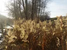 DSCN3042.webp