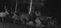 Hirsch1.webp