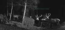 Hirsch2.webp