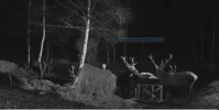Hirsch3.webp