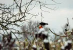 DSCF0019 (3).webp