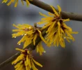 070206HAMAMELIS_WINDISCH_A (2).webp