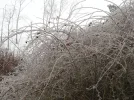 DSC00750.webp