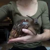 Schnecke.webp