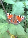 Tagpfauenauge.webp