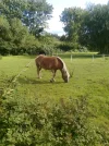 Friedenspferd.webp