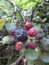 Brombeeren.webp