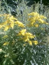 Gelbe Reihenblüten.webp