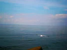 P9110137 (2).webp