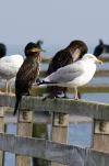 Kormoran01.webp