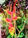 PICT0075.webp