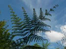 DSCN1633 (2).webp