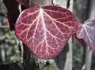 DSCF9479 (2).webp