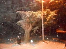096.webp