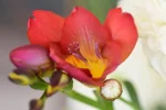 K1024_DSC_6254.webp
