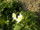 DSCN3520.webp
