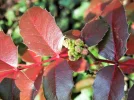 DSCF9546.webp