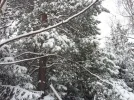 Z107.webp