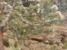 Z081.webp