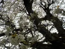 DSCN3574 (2).webp