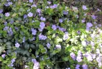 PICT0007.webp