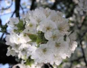 PICT0003.webp
