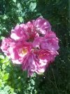 Runde Rosen.webp