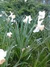 Osterglocken.webp