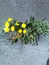 Leben.webp