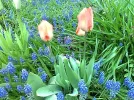 Rose-Tulpen.webp