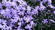 20170401_194755.webp