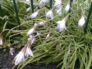 Zaunblumen.webp