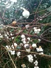 Taubeeren.webp