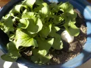 DSCN3617.webp