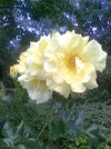 Friedhofsrosen.webp