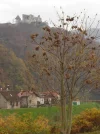 DSC00849.webp