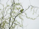 DSCF0050 (2).webp