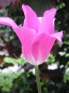 PICT0009.webp