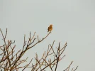 DSCF0041 (2).webp