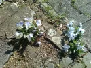 Steinblumen.webp