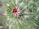 DSCF9663.webp