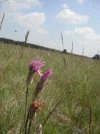 DSCF9680.webp