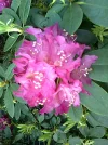 Blütenkopf rose.png