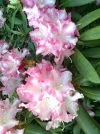 Foto0465.webp